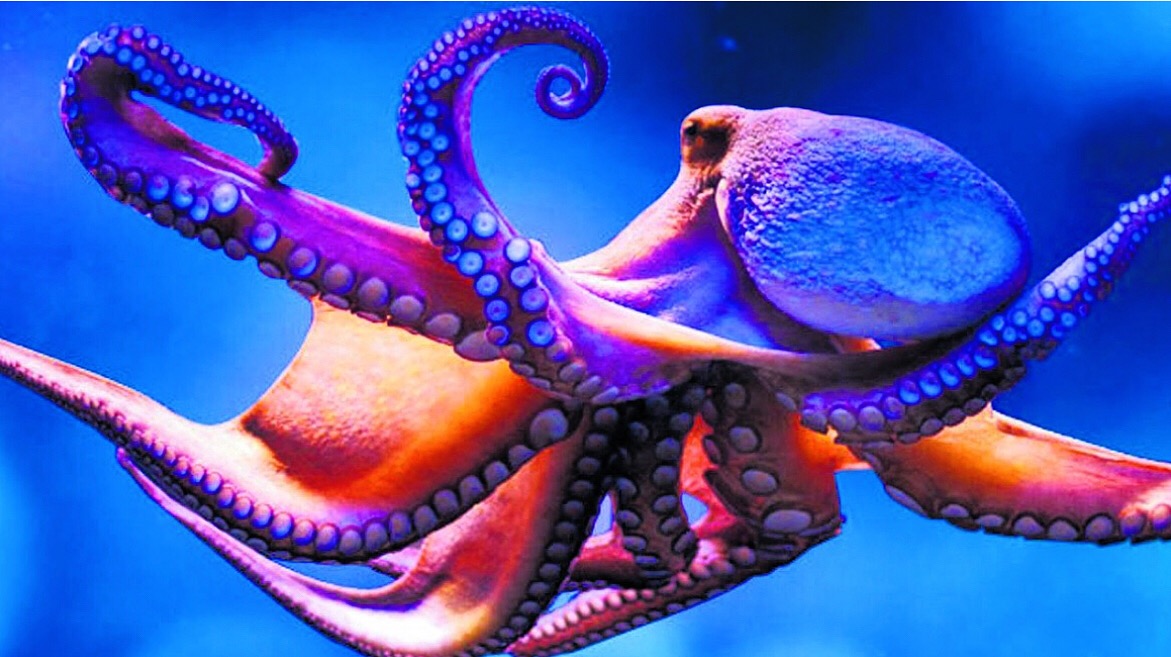 Octopus intelligence blackberrynored